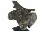 Diplodocus Caudal Vertebra With Metal Stand - Colorado #77918-6